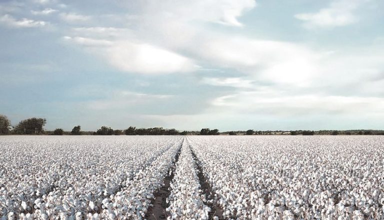 Season’s  cotton production estimated at 9.451 mln bales