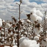 MG Opinion: Why is Pakistan’s cotton crop falling?