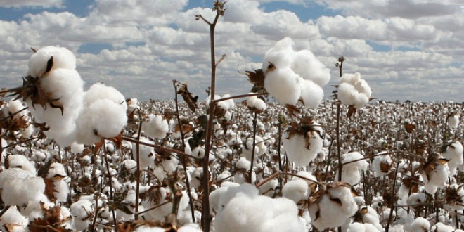 ECC permits cotton imports from Afghanistan