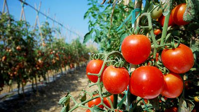 Tomato prices continue to skyrocket in parts of country