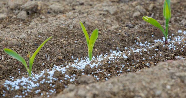Fertilizer offtake declines by 51% in January