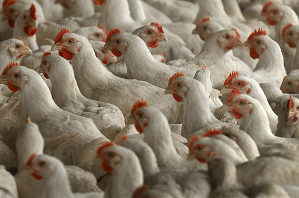Flourishing Poultry Industry must be protected: Pakistan Economy Watch