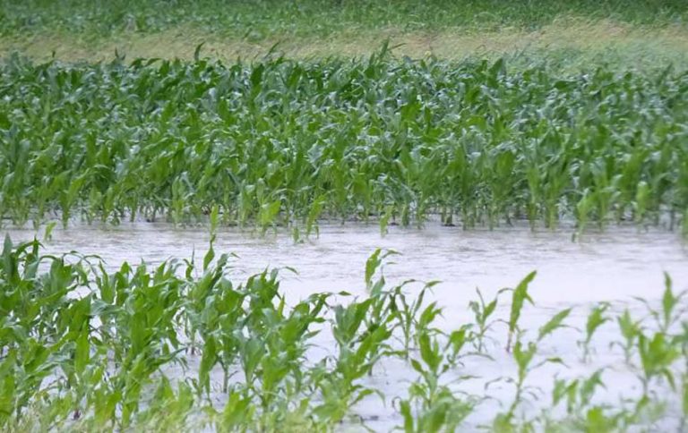 American farmers struggle to stay afloat amid floods and trade war