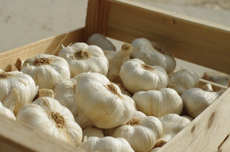 High Yield Garlic Variety Introduced in Pakistan ahead of Growing Season