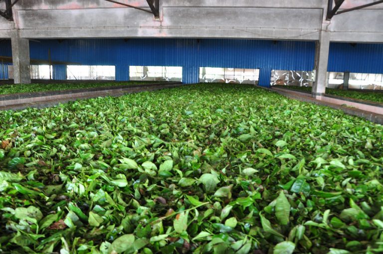 Tea imports slip by 1.12 percent to $393.5 million in 8 months