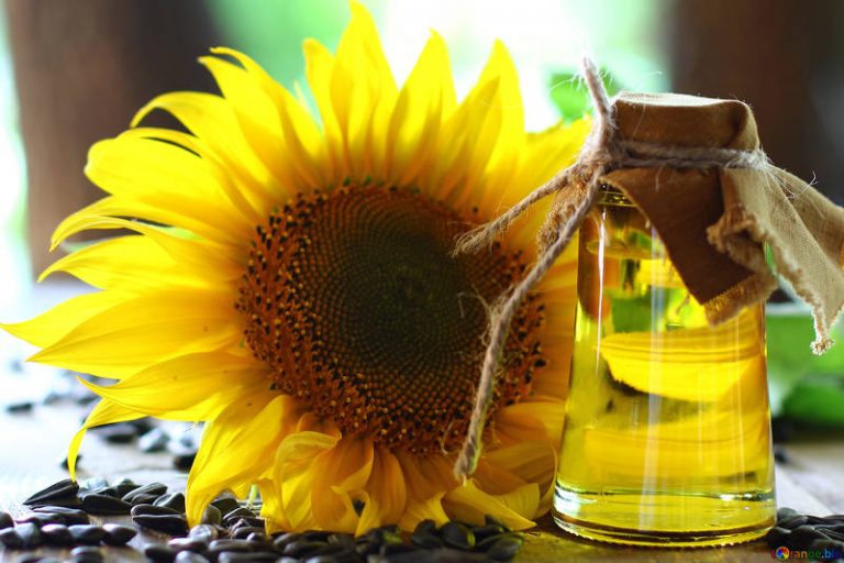 Edible oil: Sunflower to be cultivated on 2.10 lakh acres in Punjab