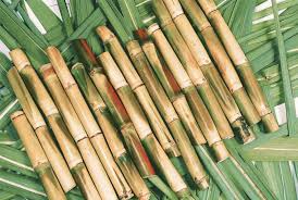 Govt fixes support price of sugarcane at Rs 200 per 40 kg