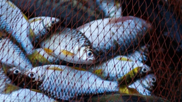 Govt to take fish export up to $3 bln: NA apprised