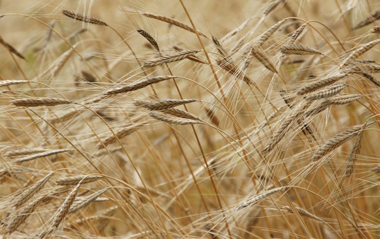 ECC approves procurement of 120,000mt wheat