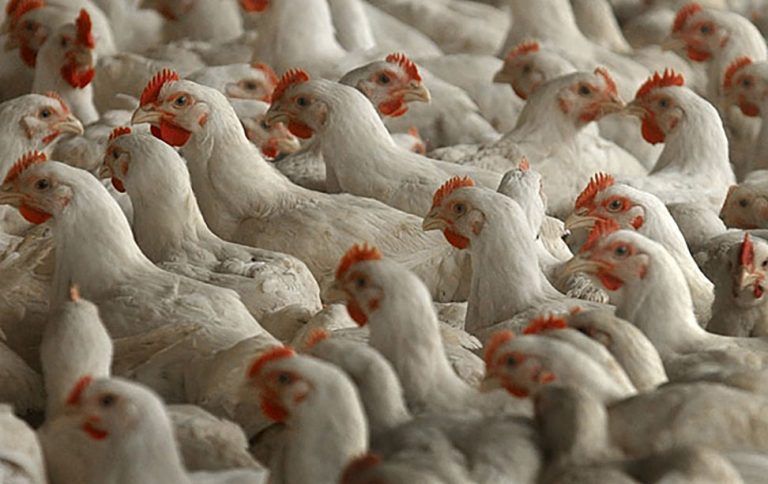 Pakistan lifts ban on poultry exports to Afghanistan