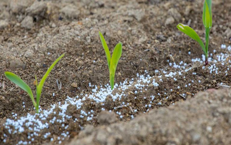 Fertilizer offtake declines by 11.7% YoY in November