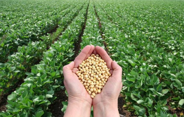 Pakistan increases soybean cultivation to cut $5bn imports