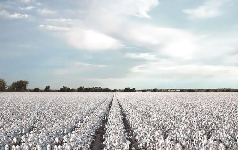 Cotton crop intervention policy expires without making any interventions