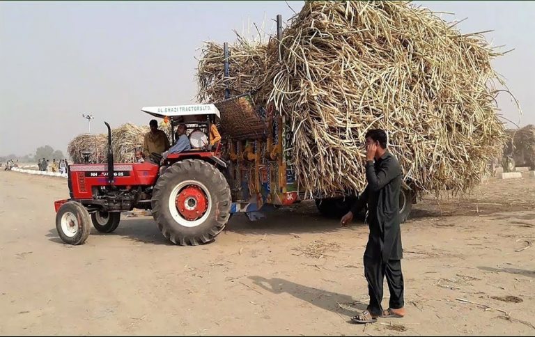 Sugarcane to be cultivated over 1.18mn hectares