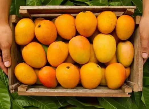 Mango production declines by 50% due to climatic effect