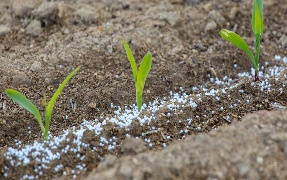 Fertilizer sector to play safe in CY22