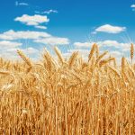 Pakistan’s wheat output falls short of target, exceeds last year