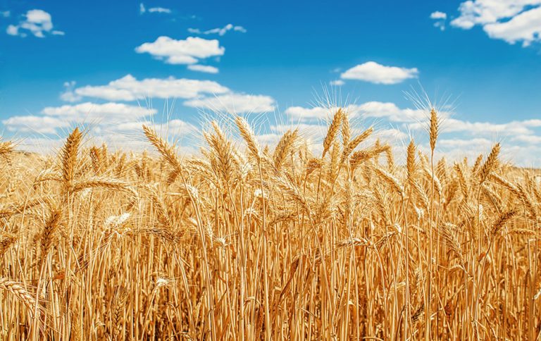 Wheat futures soar to 5-month peak
