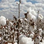 Pakistan reports first-ever cotton arrivals in July