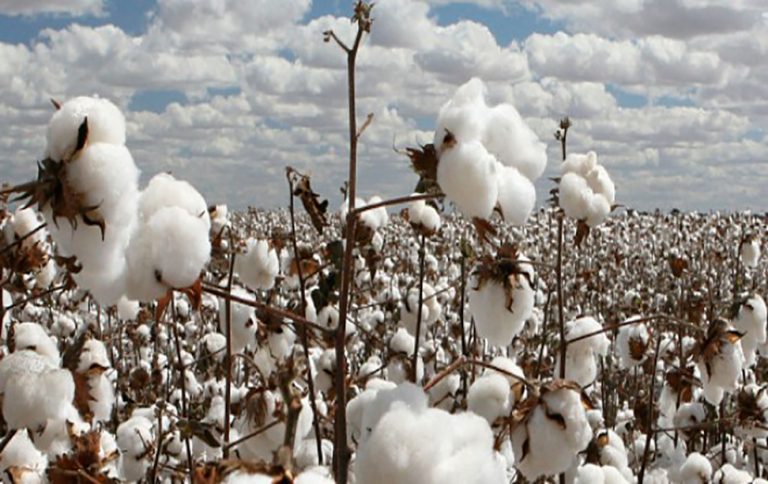 Cotton arrivals drop by 26%