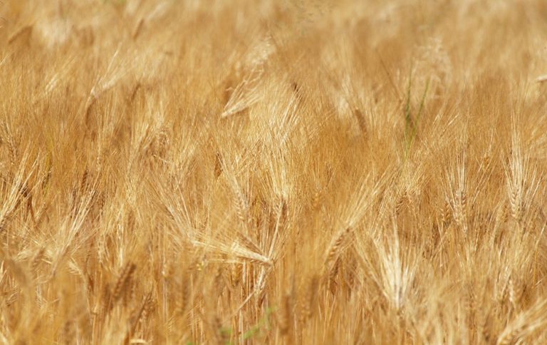 Punjab government to bring 16.5mn acres under wheat cultivation