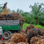 Palm oil prices take a dip on Soybean oil losses