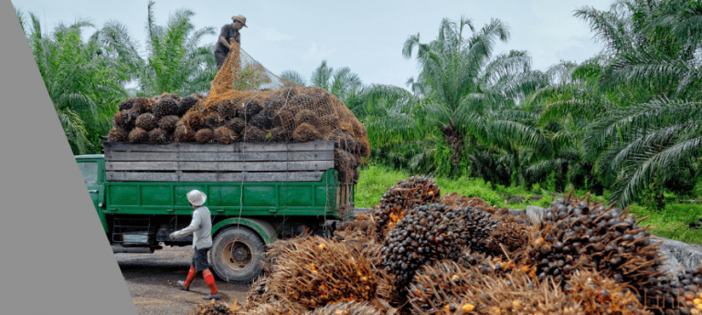 Palm oil prices shed 1.1% on Dalian oil weakness